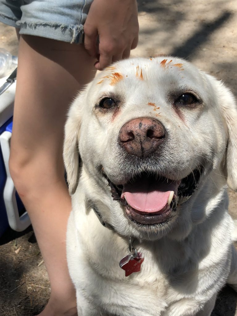 White velvet labradors puppies 2024 available